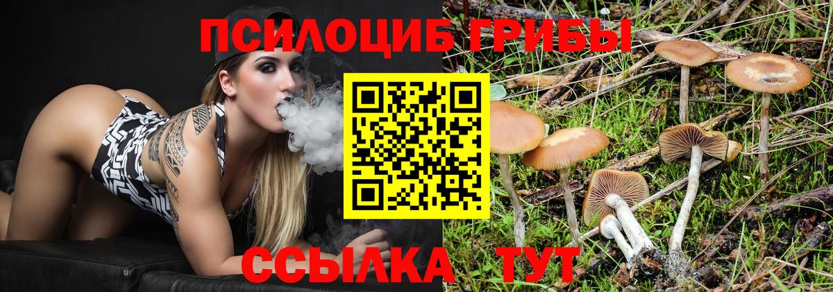 Боровичи  Галлюциногенные грибы Psilocybe  Вход с VPN 