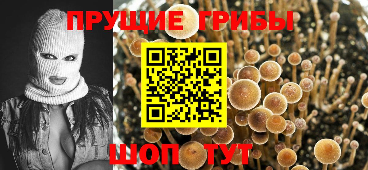 Псилоцибиновые грибы Cubensis Боровичи